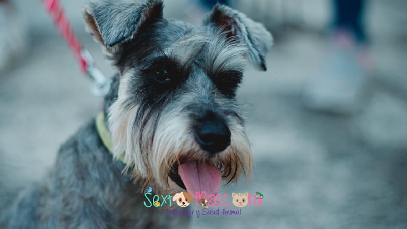 Hospital Veterinario Sexta Mascota