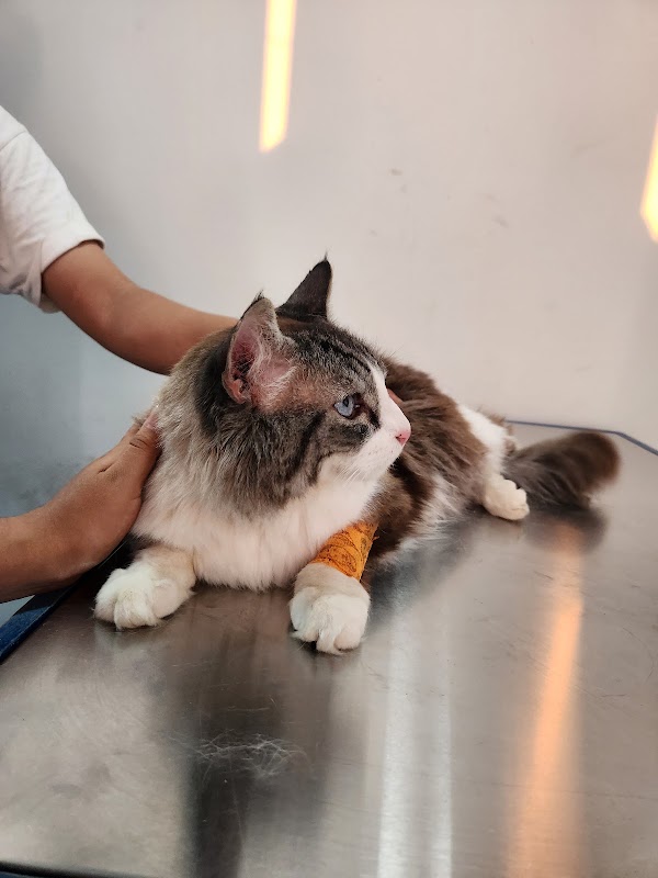 Hospital Veterinario Small Paws