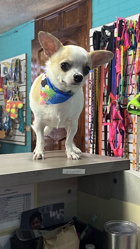 Hospital veterinario Veterinario Pet Home