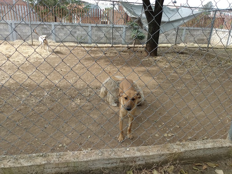 IInstituto Moreliano de protección Animal IMPA