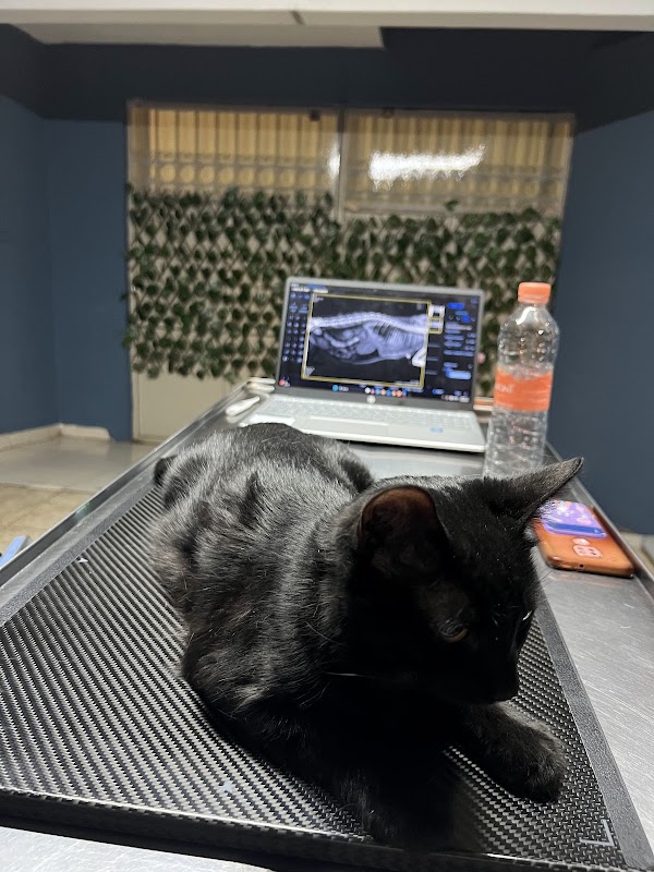 IMVET Hospital Veterinario Tequis