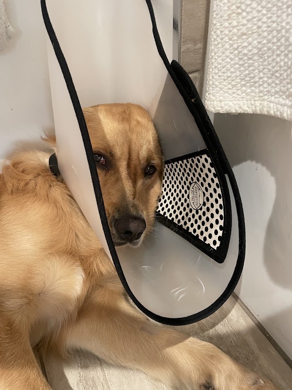 Integral Vet Tijuana — Medicina interna veterinaria en Tijuana