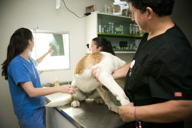 Intermédica Veterinaria Pet's