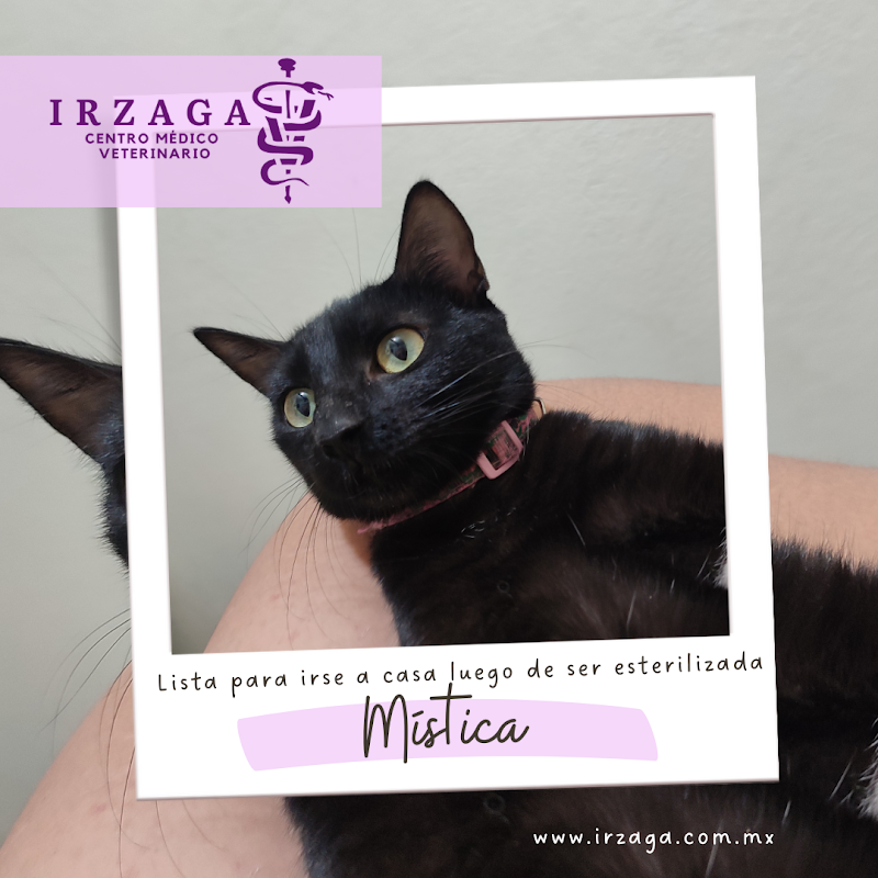 IRZAGA Centro Médico Veterinario