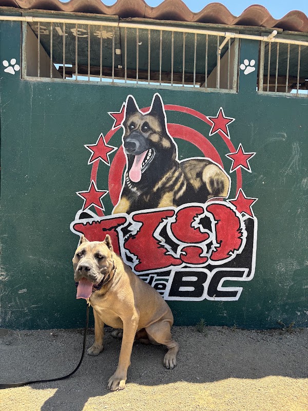 K9 de Baja California