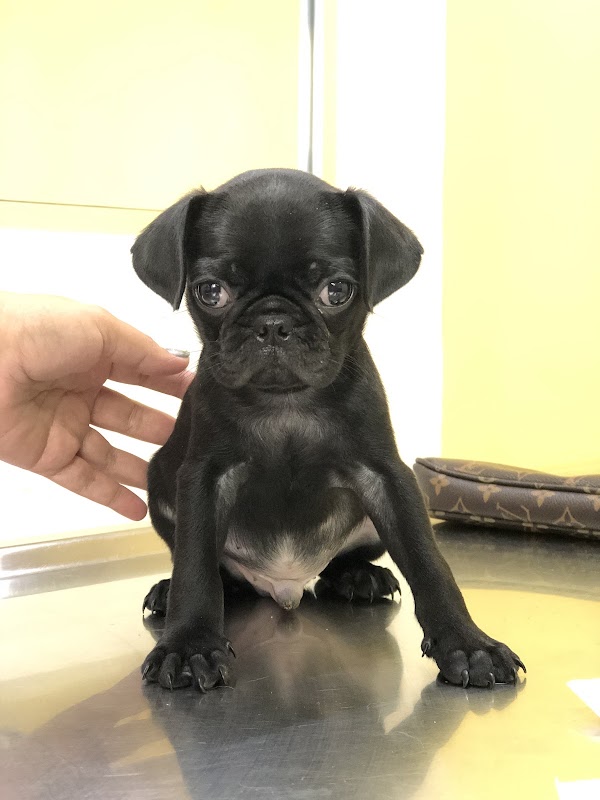 Médica Sur Veterinaria