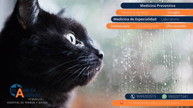 MEDICINA Y CIRUGÍA PARA PERROS Y GATOS. PLANETA ANIMAL