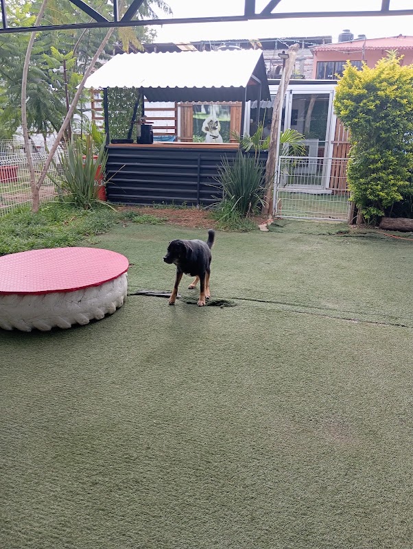 Mondo Cane