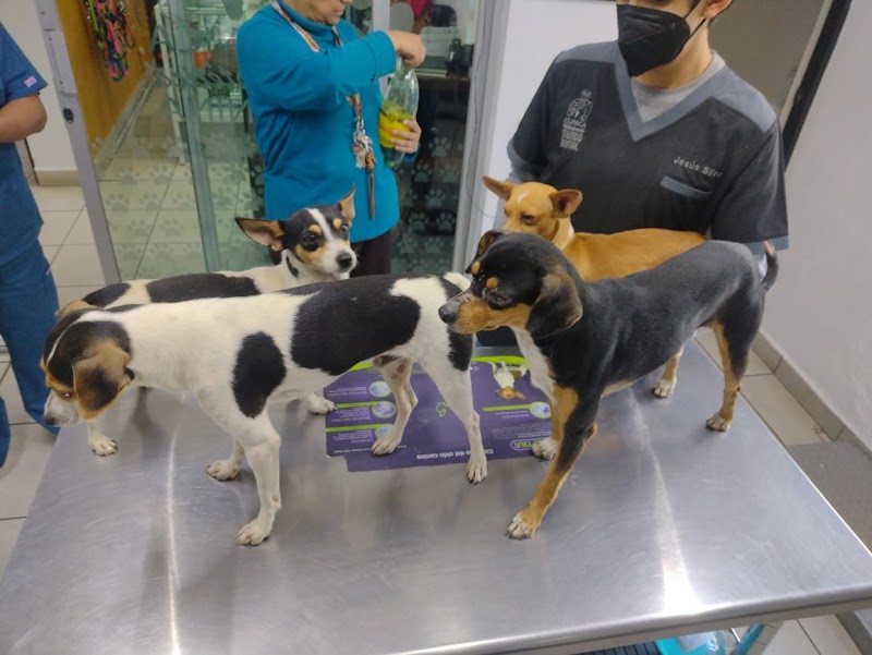 Mundo Animal Clínica Veterinaria