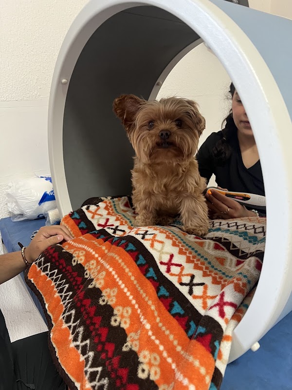 Mundo À Parte Fisioterapia y Rehabilitación Veterinaria