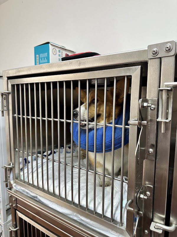 Nefrología y Urología Veterinaria Guadalajara (NefroUroVetGDL)