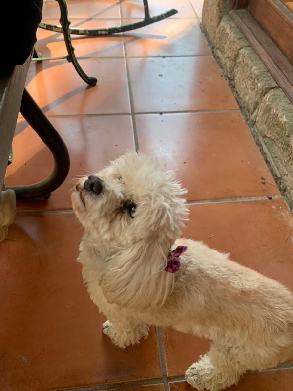 Neurologia Veterinaria GDL