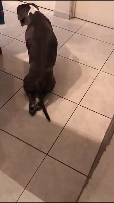 Neuroveterinario