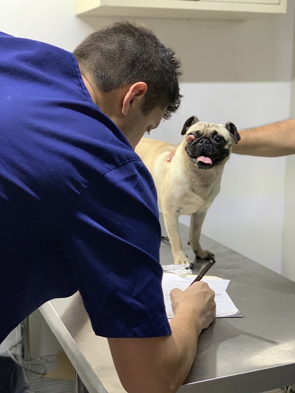 Oftalmeds Clínica Veterinaria Oftalmología Y Cardiología