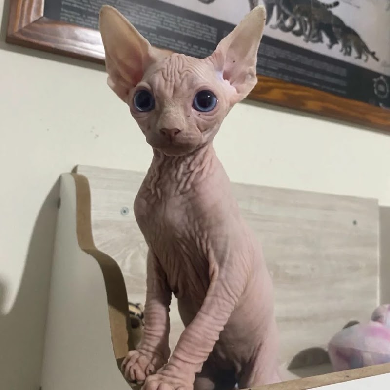 oncat veterinaria exclusiva para gatos