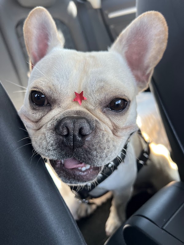 Oncoderma - Oncología y Dermatología Veterinaria