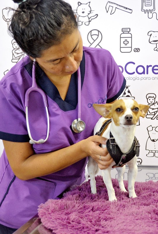 Oncología Veterinaria OncoCare Polanco