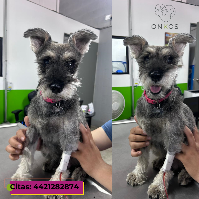 Oncología Veterinaria Xxtreme dogs