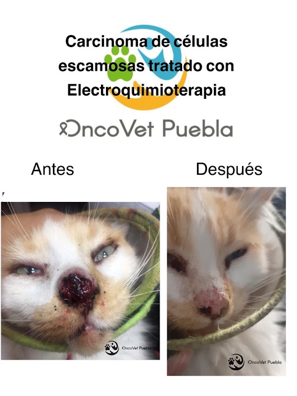 OncoVet Puebla