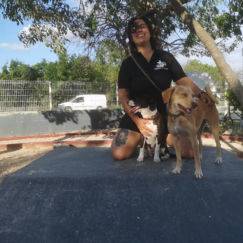 Paseos a Pata — Etología clínica y conducta animal en Playa del Carmen