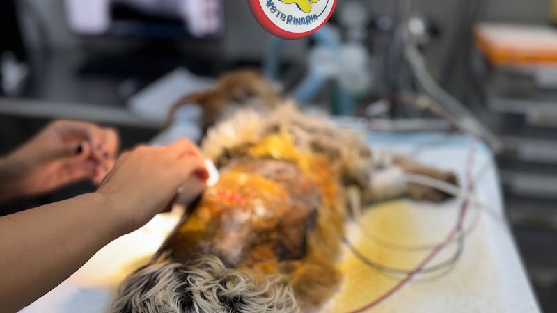 Perro Amarillo Veterinaria