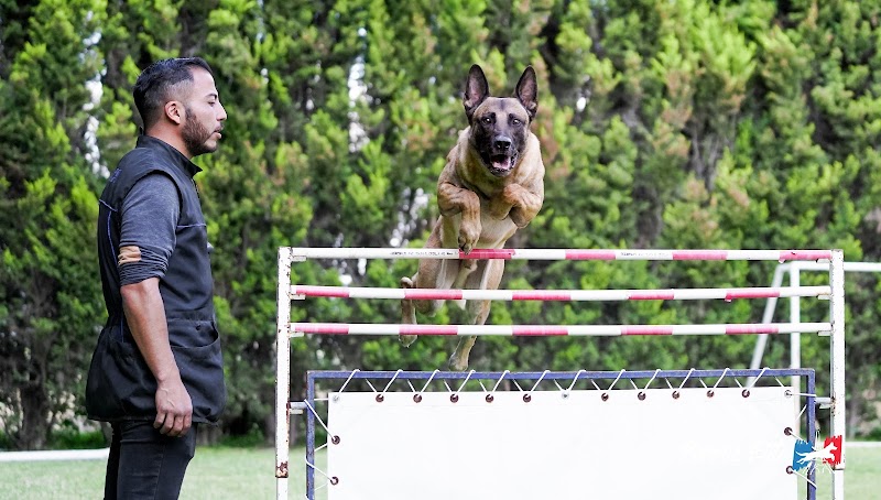 Perros Elite