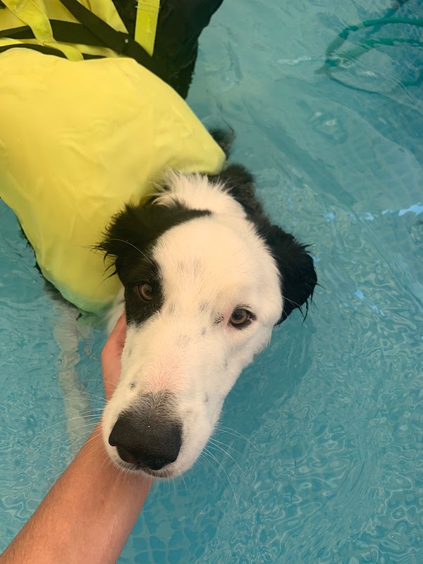 Perros+Gatos= Veterinaria Franco Aguascalientes