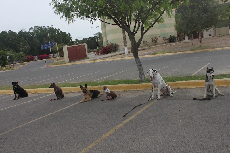 Pet Care Center Hermosillo