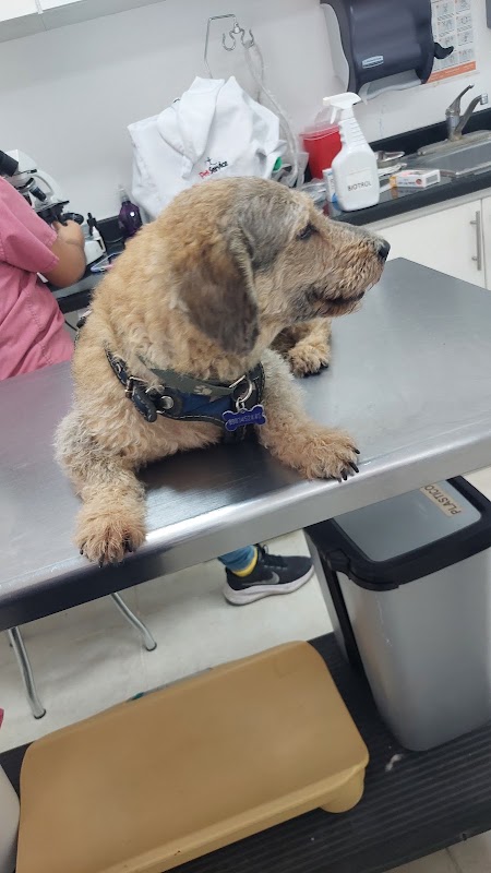 Pet Service