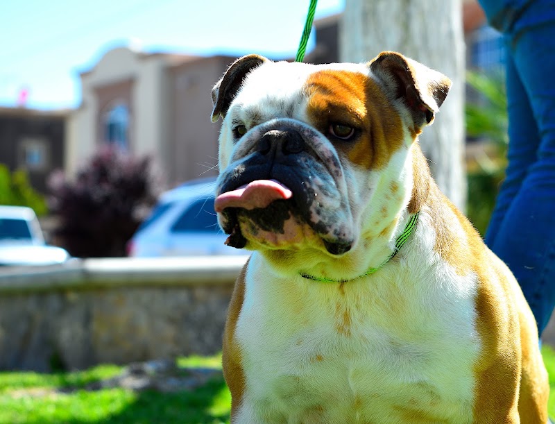 Pethouse Servicios Caninos