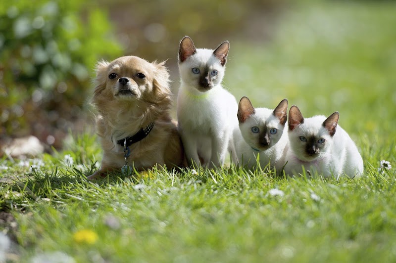 Petit Animal Center