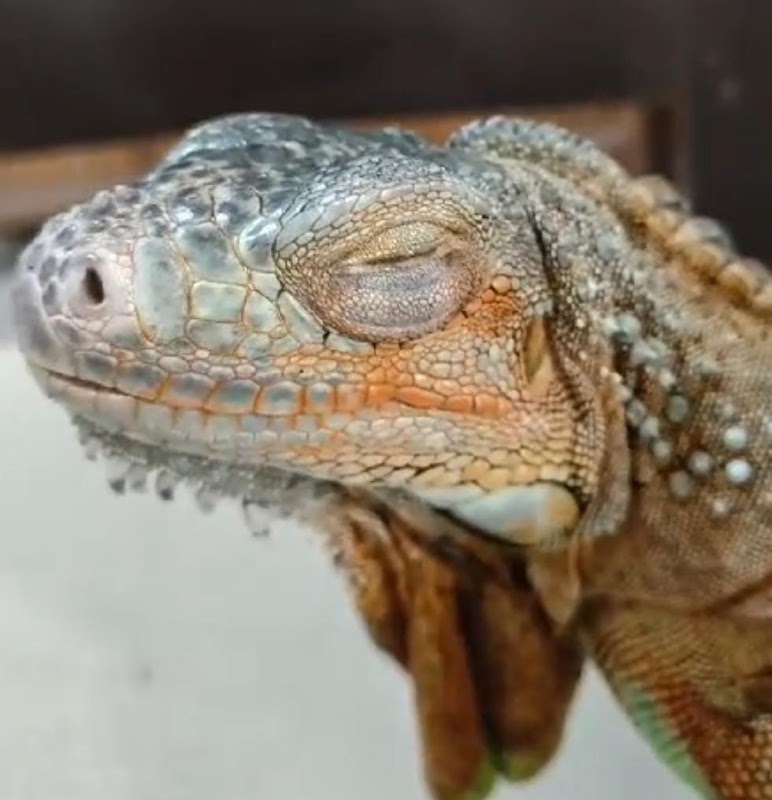 Pets And Exotic Friends
