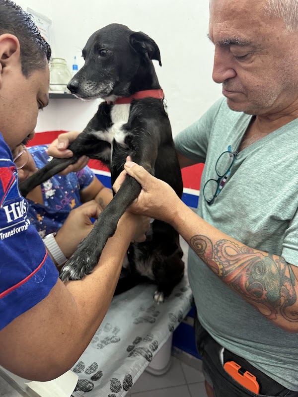 Pets & Company