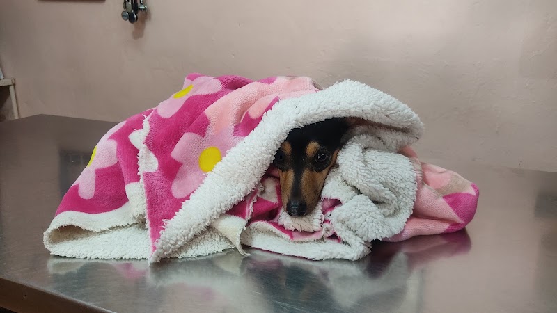 Puppie's Doctor