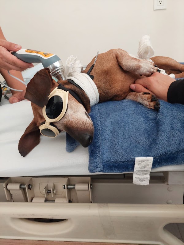 Rehavet®, Fisioterapia Veterinaria