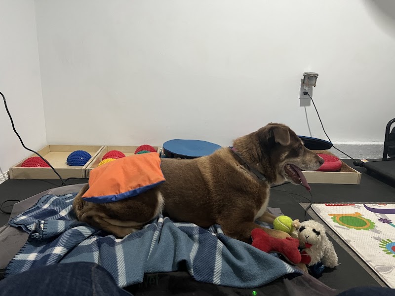 RI-Hab Vet — Rehabilitación y fisioterapia veterinaria en Tijuana