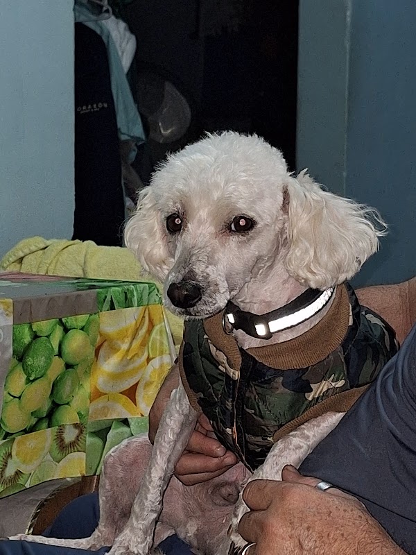 Rivera Cabo Veterinaria