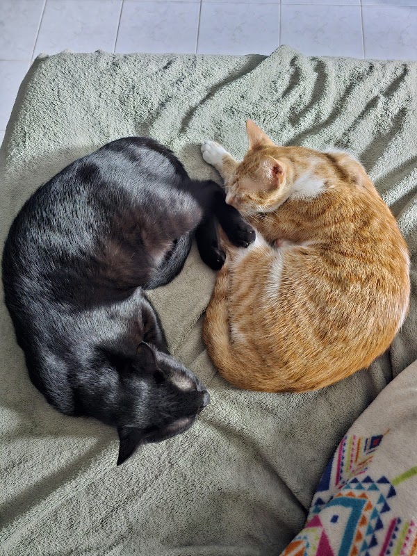 Salud Digna Animal Cancún