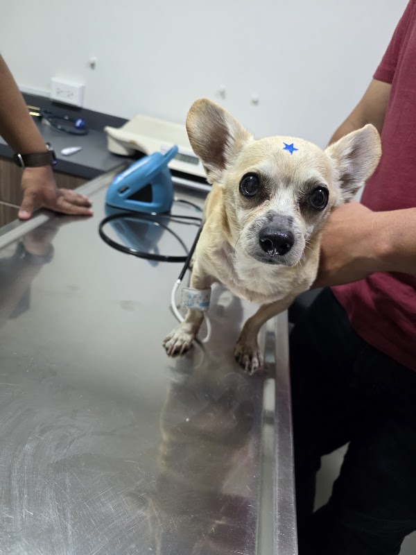 Scanvet Laboratorio Veterinario