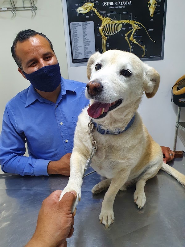 Servicio Veterinario Querétaro (SEVEQ)