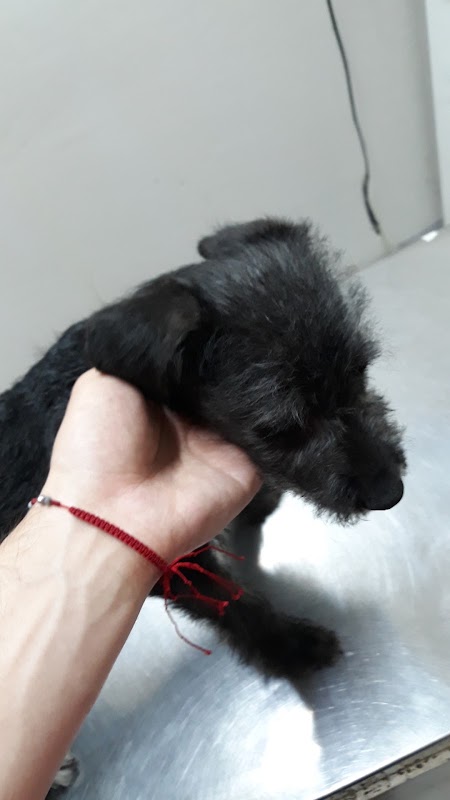 SERVICIOS VETERINARIOS PROFESIONALES