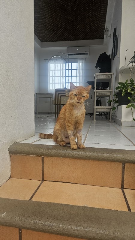 Small animal clinic cancun