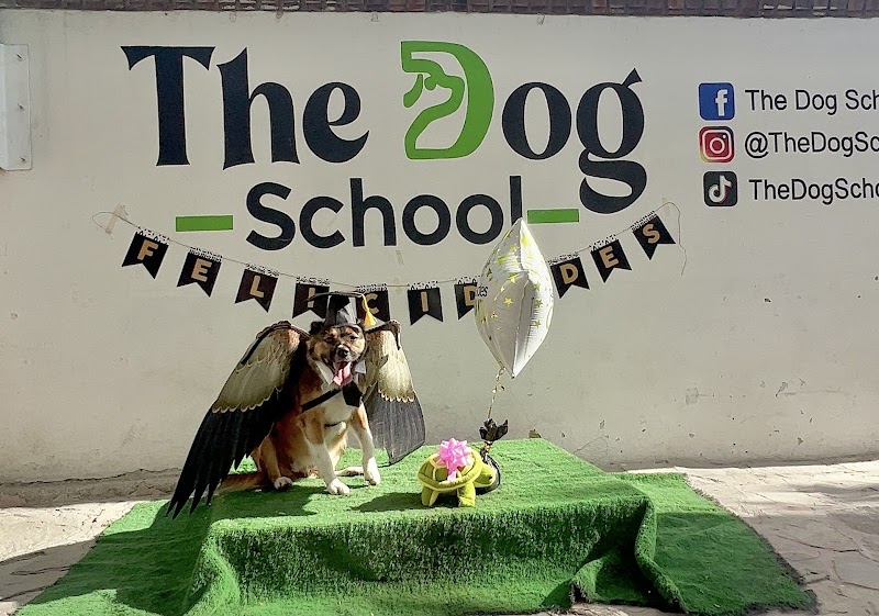 The Dog School