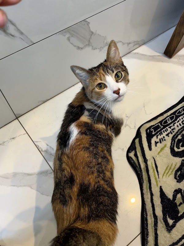 Uruz Clínica Veterinaria