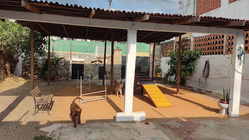 Vagos caninos