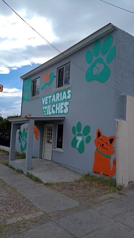 Vet Arias Wilches — Medicina felina en Chihuahua