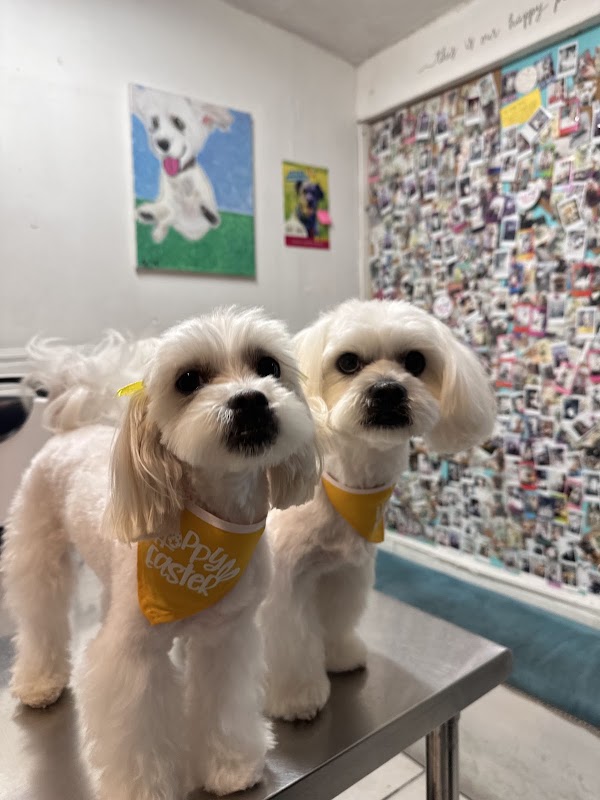 Vet Friendly
