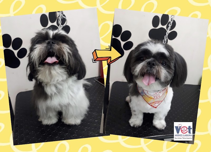 Vet Medics Laguna