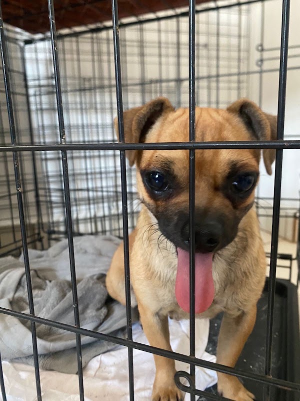 Veterinaria 24hrs en Tijuana