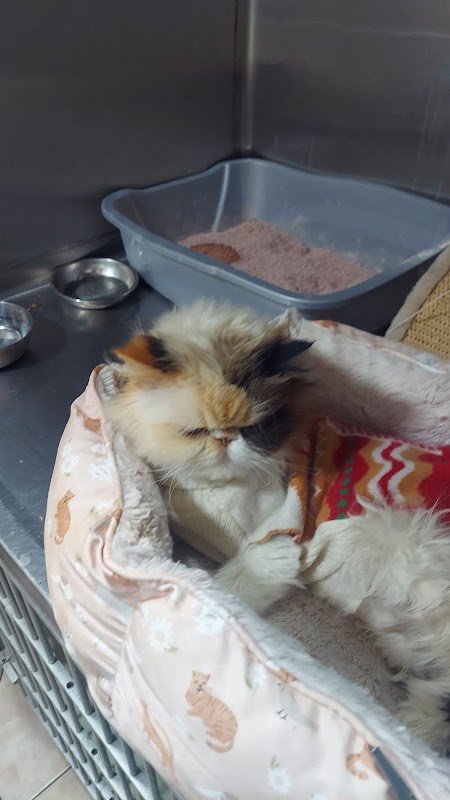 Veterinaria Animalls